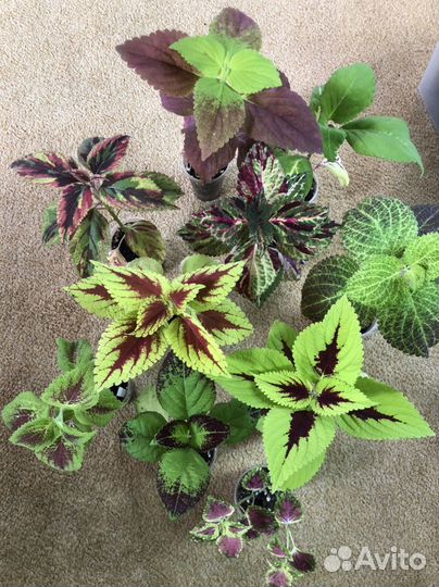 Колеусы вегетативные,традисканции готовые кашпо
