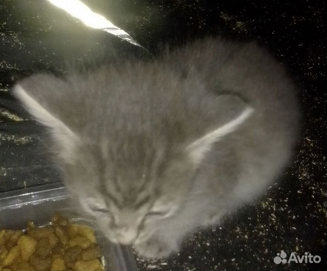 Малыши ищут дом