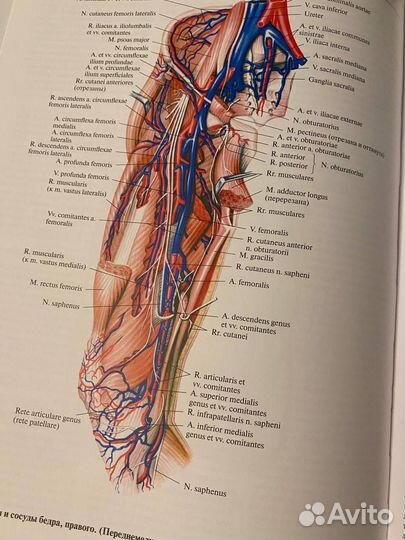 Атлас анатомии человека Синельников том 4