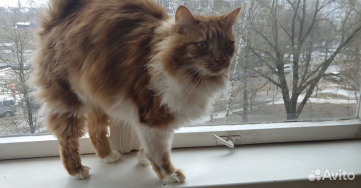 Молодой, ласковый котик Рыжик