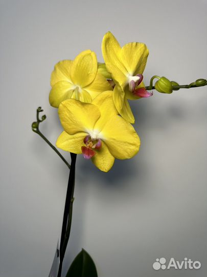 Орхидея фаленопсис