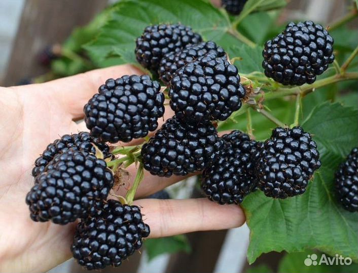 Ежевика. Ежемалина. Сорта без шипов