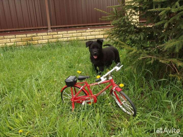 Щенки Восточно европейской овчарки