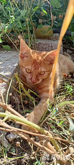 Европейская