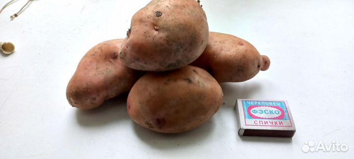 Картофель домашний на еду 2023