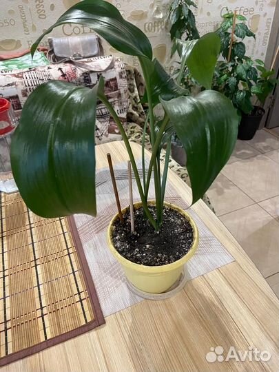 Эухарис амазонская лилия