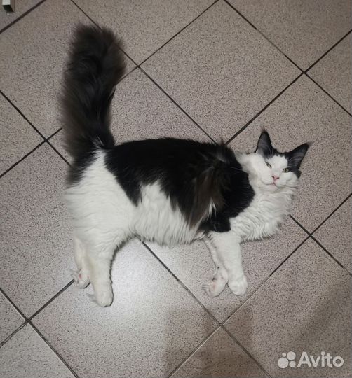 Кот мейн-кун вязка