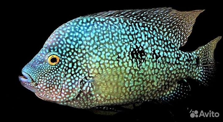 Цихлазома Попугай Бриллиантовые (арт 3090)