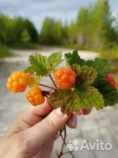 Лучшее средство для иммунитета Морошка