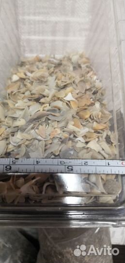 Ракушка кормовая