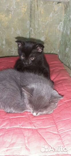 Котята бесплатно