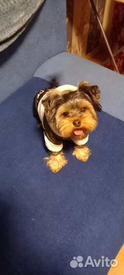 Йоркширский терьер