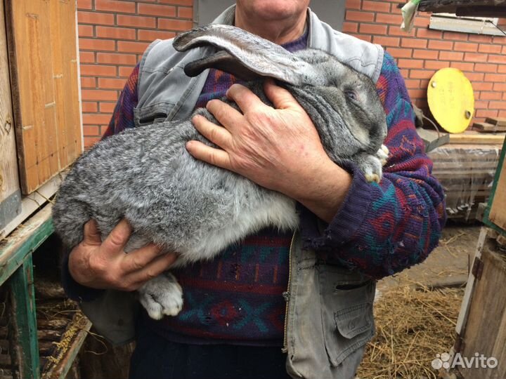 Кролики на племя. Самцы, Самки