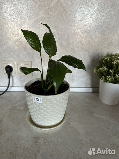 Спатифиллум