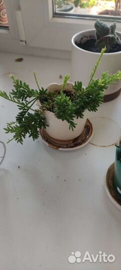 Флорариум суккуленты