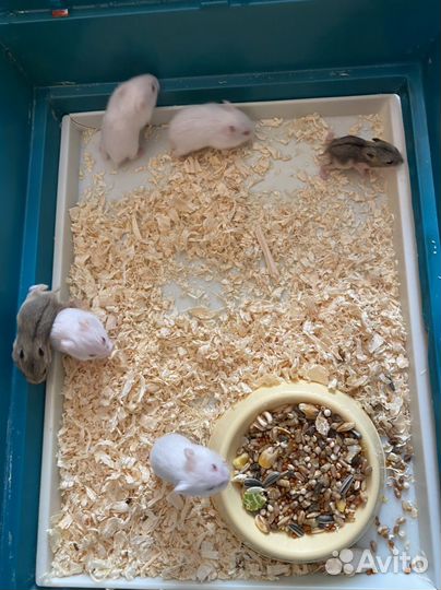 Джунгарский хомяк