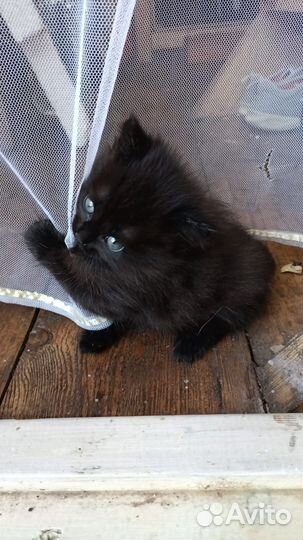 Очаровательный котенок