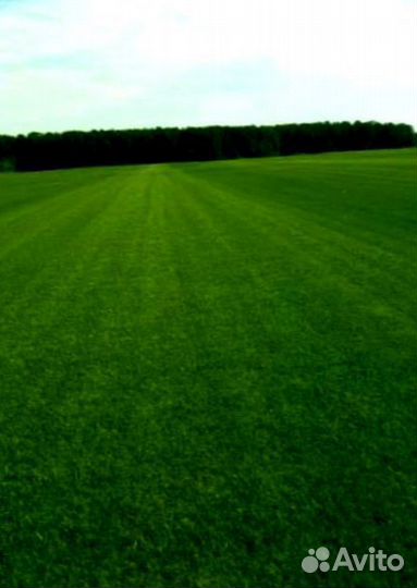 Рулонный газон 