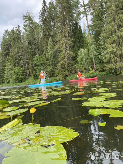 Сап доска на прогулку р. Оредеж