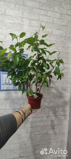 Бенджамина