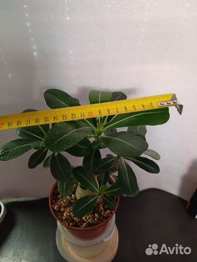 Адениум Обесум