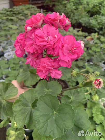Сортовые коллекционные пеларгонии
