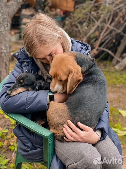 Передержка собак