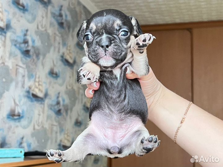 Французский бульдог