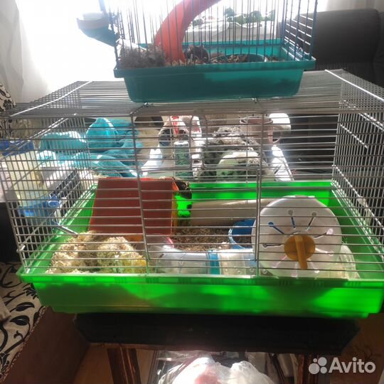 Джунгарский хомяк