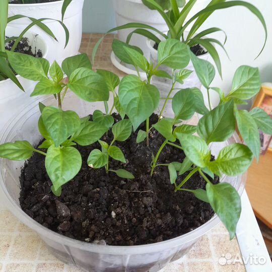 Перец болгарский сладкий