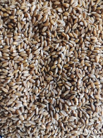 Зерно пшеница / пшеница / 5 кг