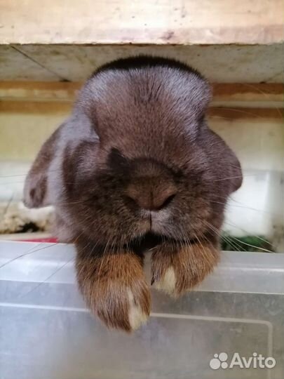 Карликовый вислоухий баран