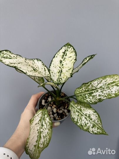 Аглаонема вайт киви, Аврора Сиам