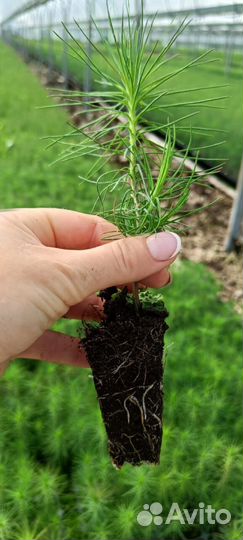 Сеянцы сосны обыкновенной зкс опт