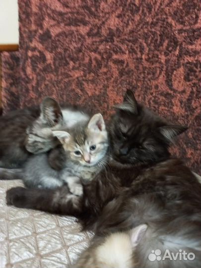 Котята в добрые руки 1 месяц