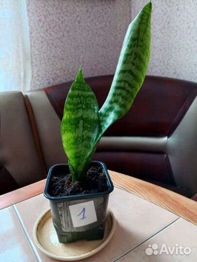 Сансевиерия цветущая,Щучий хвост,Тещин язык