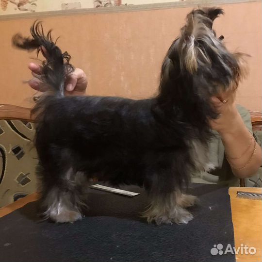 Щенки Йорка