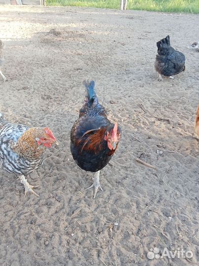 Молодые петухи