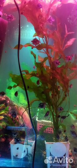 Аквариумные: Рыбки; Креветки; Раки; Растения