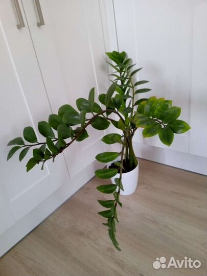 Замиокулькас