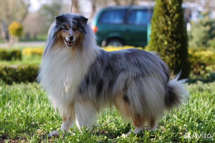 Щенки колли