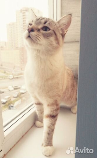 Кот в дар бесплатно