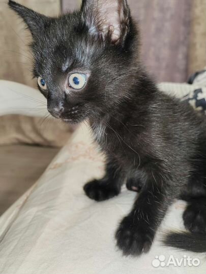 Кошка в дар