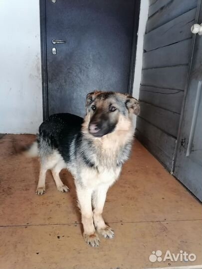 Собака немецкая Овчарка