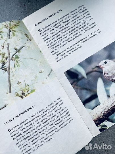 В. Флинт Птицы в нашем лесом