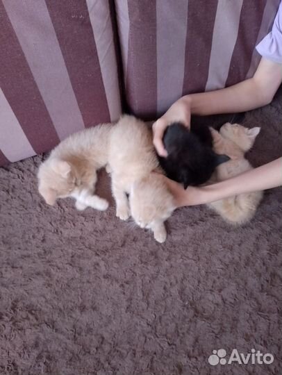 Кошка