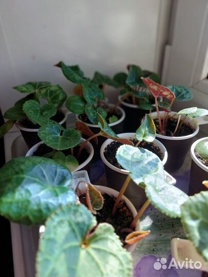 Продажа комнатных цветов