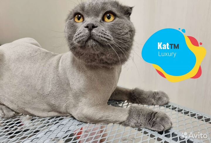 Стрижка кошек с выездом на дом. Грумер