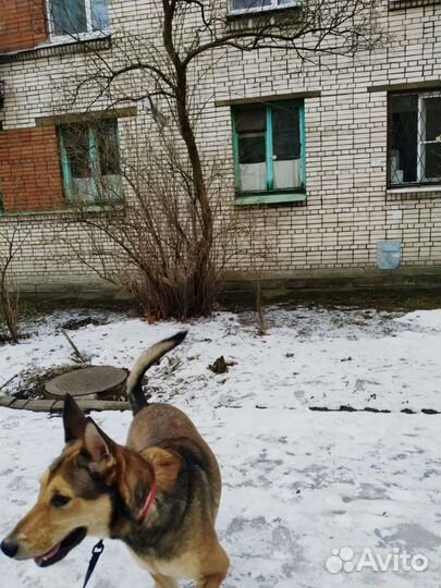 Крутейший пёс ищет дом