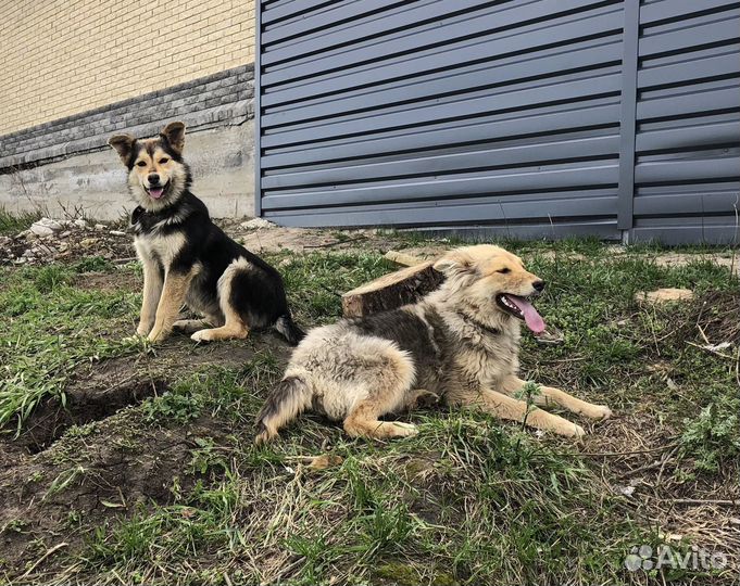 Собачки девочки